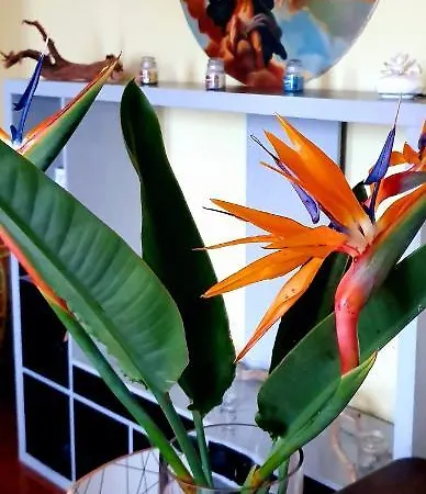 Dimora Del Conte Sorrento Coast Seaview